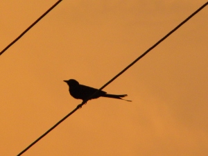 Caught this drongo at sunset